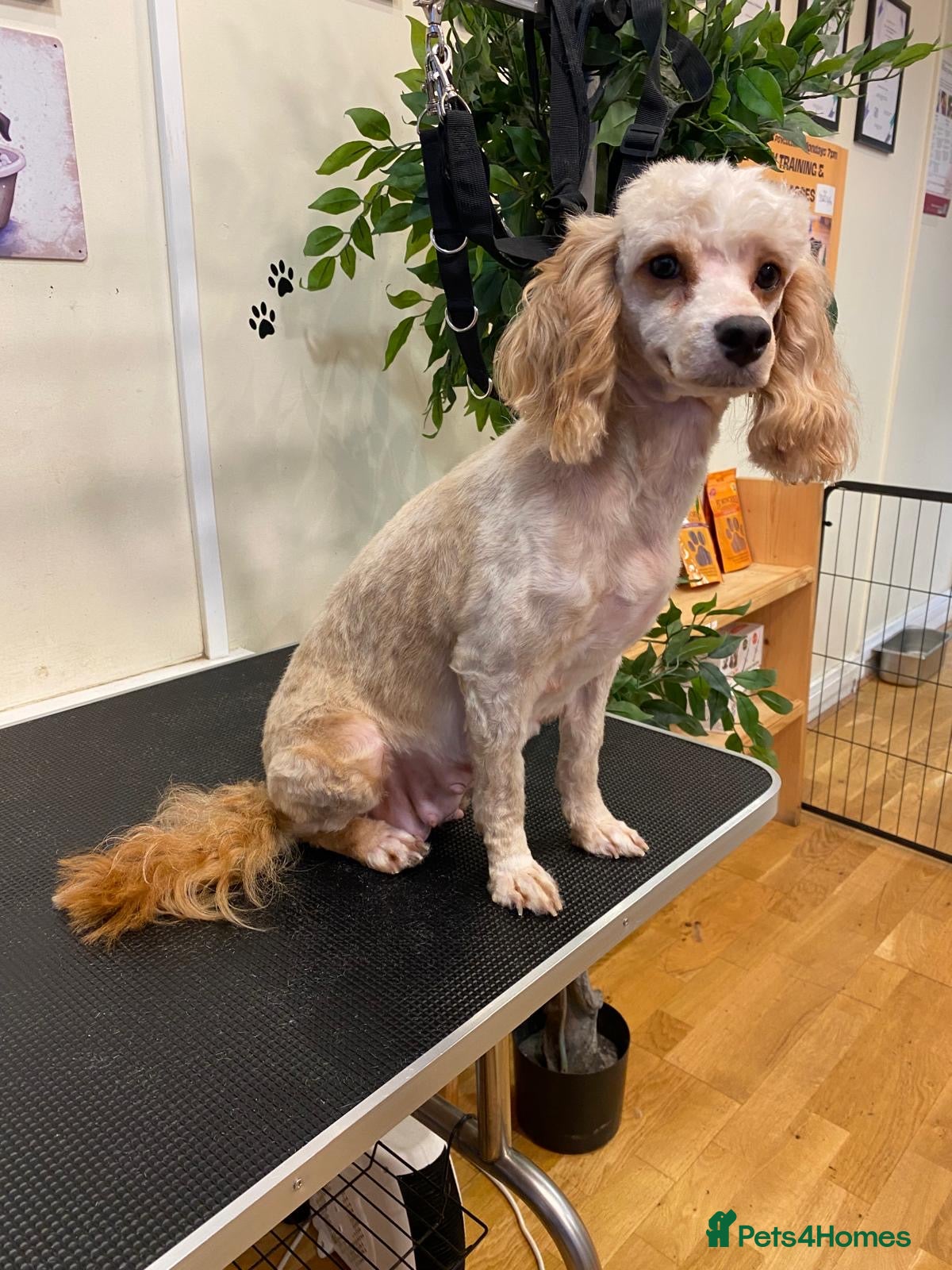 Maltipoo dogs for sale: Stunning Red Parti and Biscuit Maltipoo Puppies - Advert 1