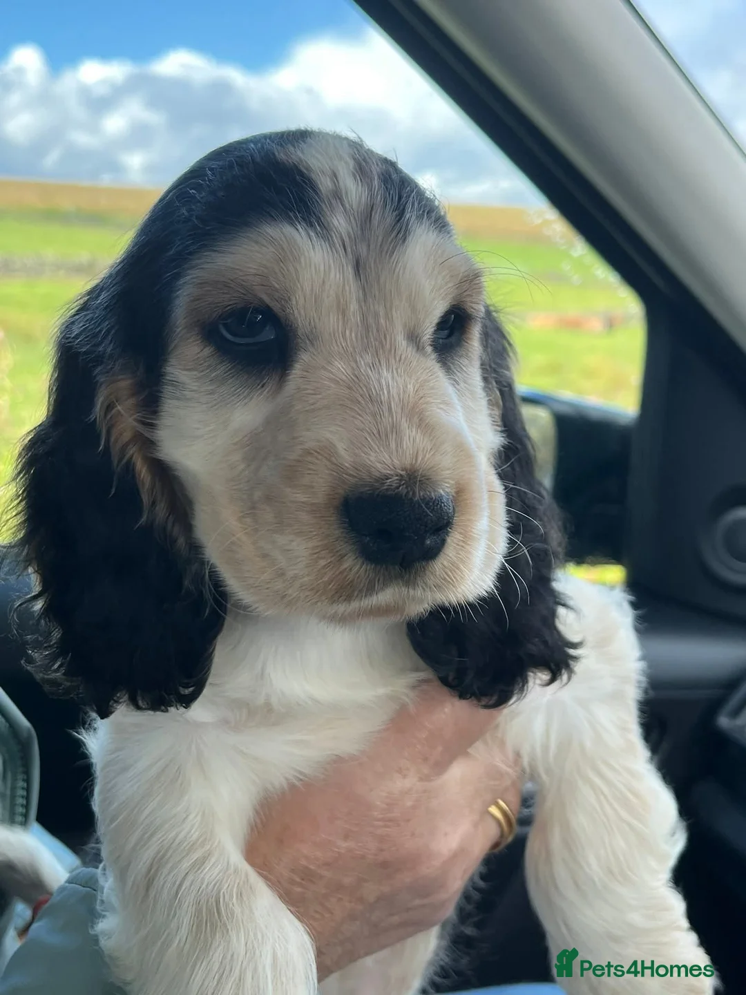 Cocker Spaniel dogs for stud: Orange Roan KC reg Show Cocker Spaniel Stud - Advert 19