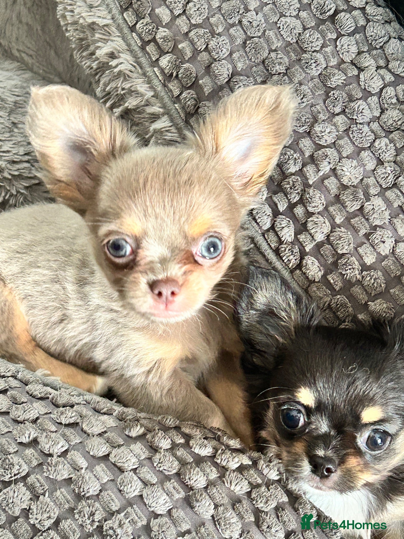 Chihuahua dogs KC LONG COAT CHIHUAHUAS - Advert 1