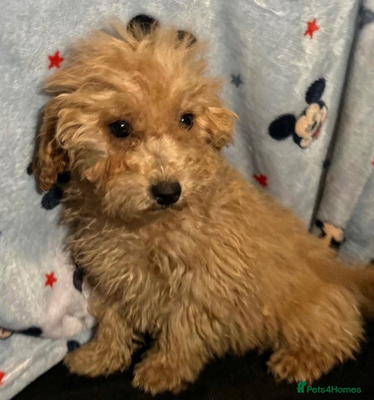 Cavapoo dogs F1 Cavapoo Puppies’s ready now!! - Advert 1