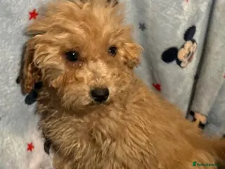 Cavapoo dogs F1 Cavapoo Puppies’s ready now!! - Advert 1