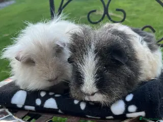 Guinea Pig rodents Texel guinea pigs. - Advert 6