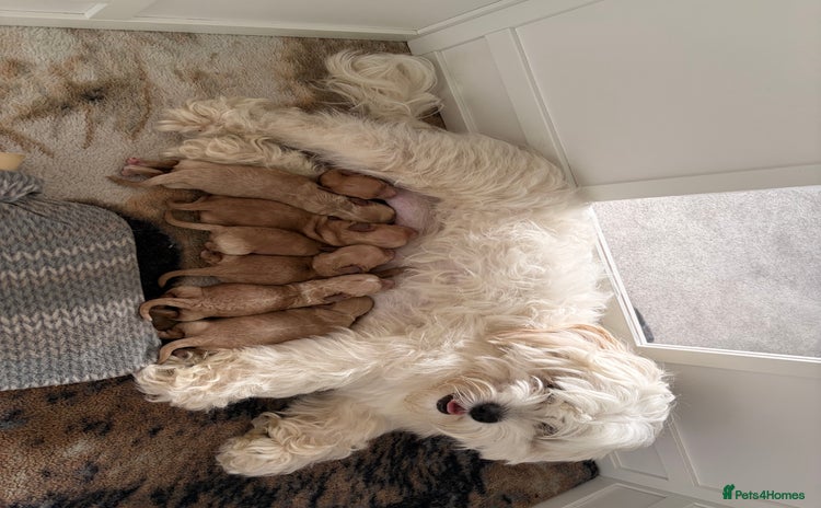 Mixed Breed dogs - Advert 1