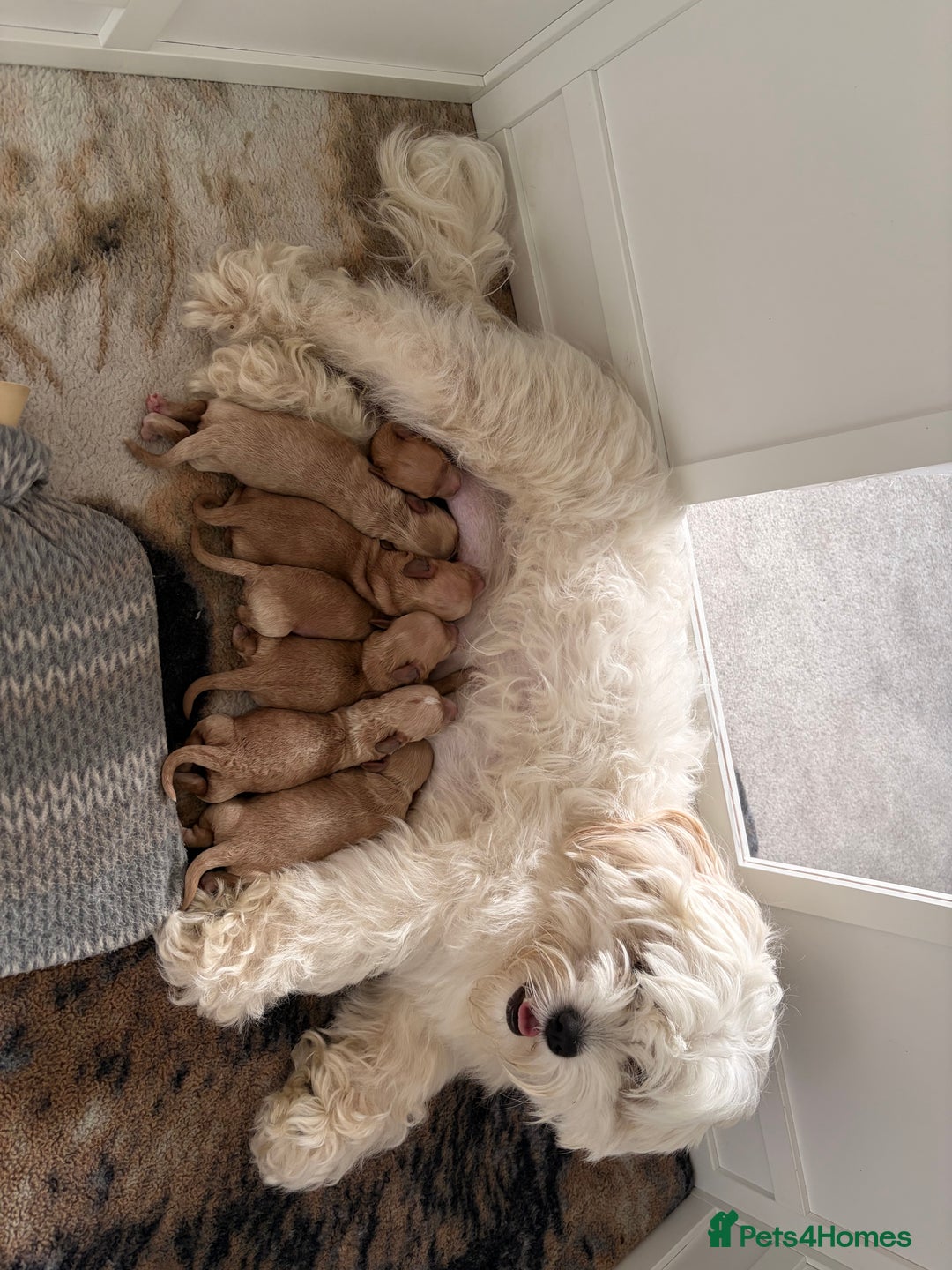 Mixed Breed dogs for sale: Cavapoochon  - Image 1