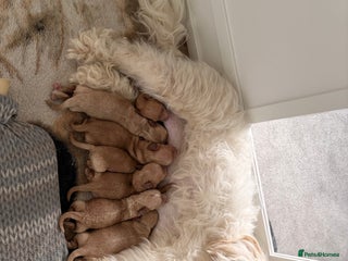 Mixed Breed dogs - Advert 15