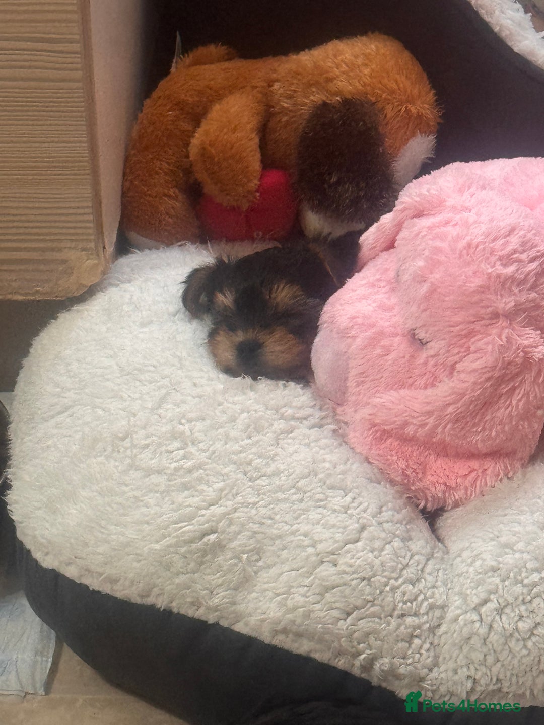 Yorkshire Terrier dogs for sale: SOLD beautiful litter mini Yorkshire terrier pups - Advert 12