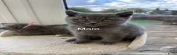 British Shorthair cats for sale: Tortieshell & Cream BSH kittens ready to leave now - Advert 19