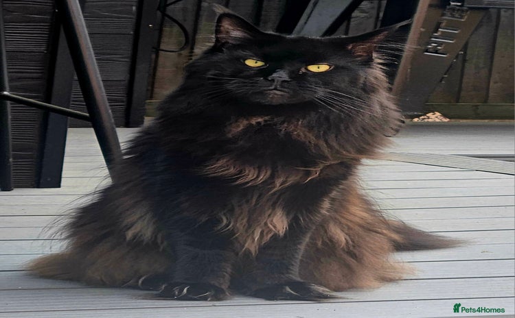 Maine Coon cats - Advert 1