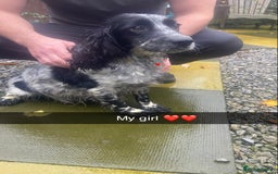 Cockapoo dogs for sale: Beautiful F1 cockapoo  - Advert 11