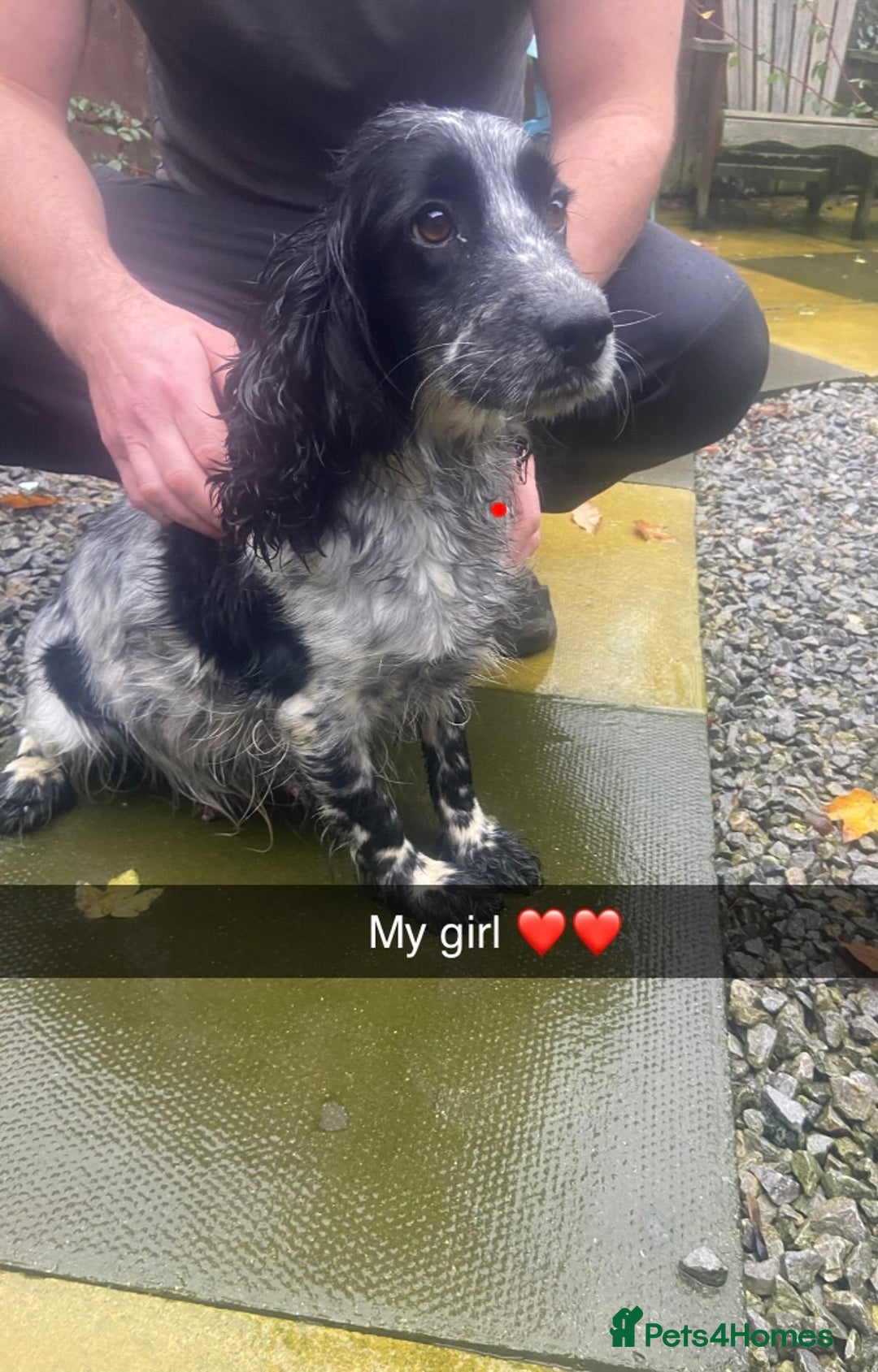 Cockapoo dogs for sale: Beautiful F1 cockapoo  - Advert 11