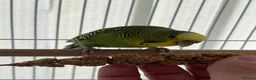 Budgerigars birds for sale: Budgies for sale bonded pair  - Advert 6