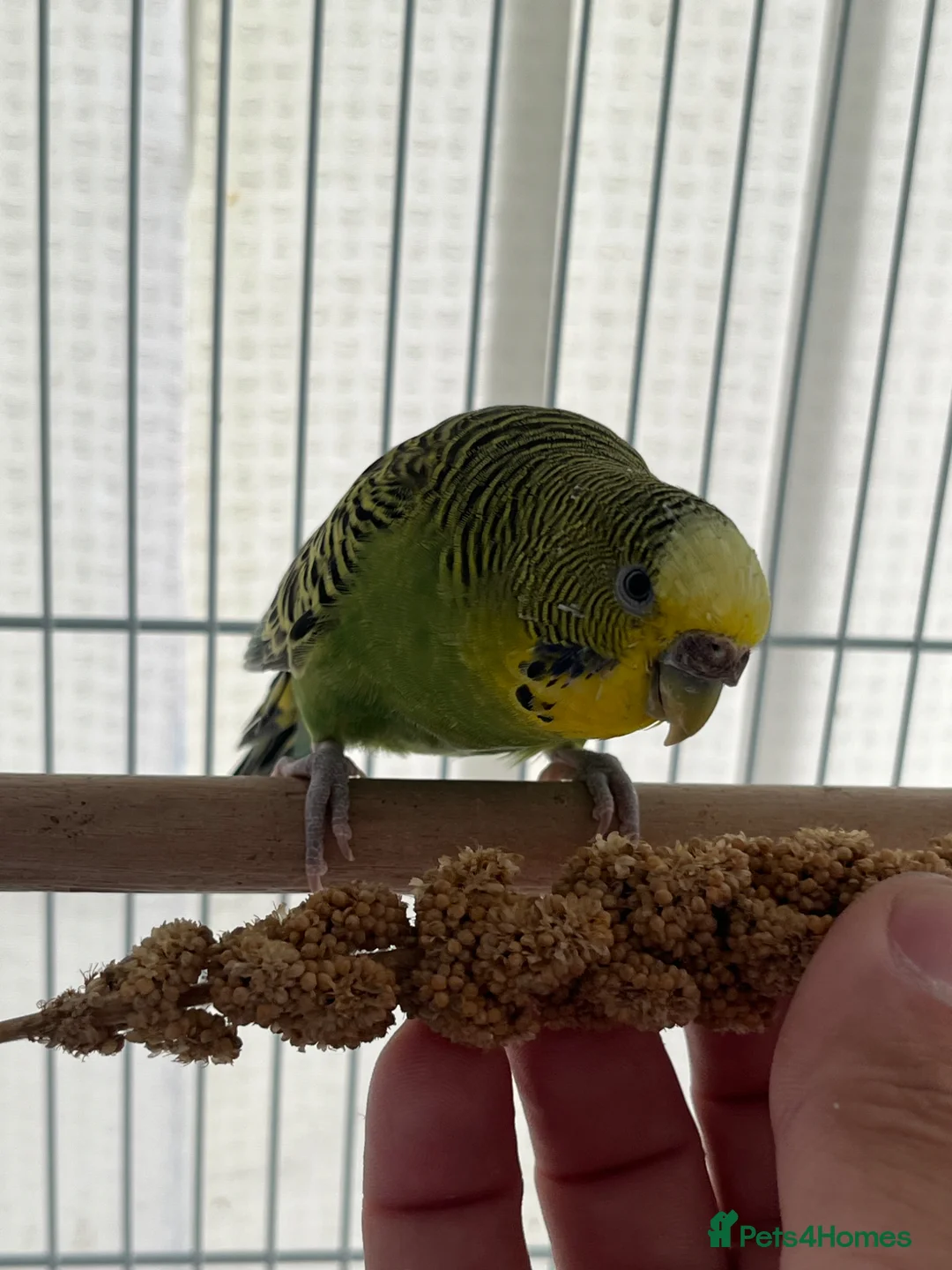 Budgerigars birds for sale: Budgies for sale bonded pair  - Advert 6