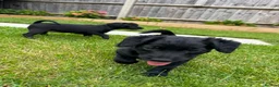 Mixed Breed dogs for sale: 4 jackapoo puppies  - Advert 5