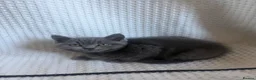 British Shorthair cats for sale: TWO British Shorthair kittens 🐱  in Basildon - Advert 5