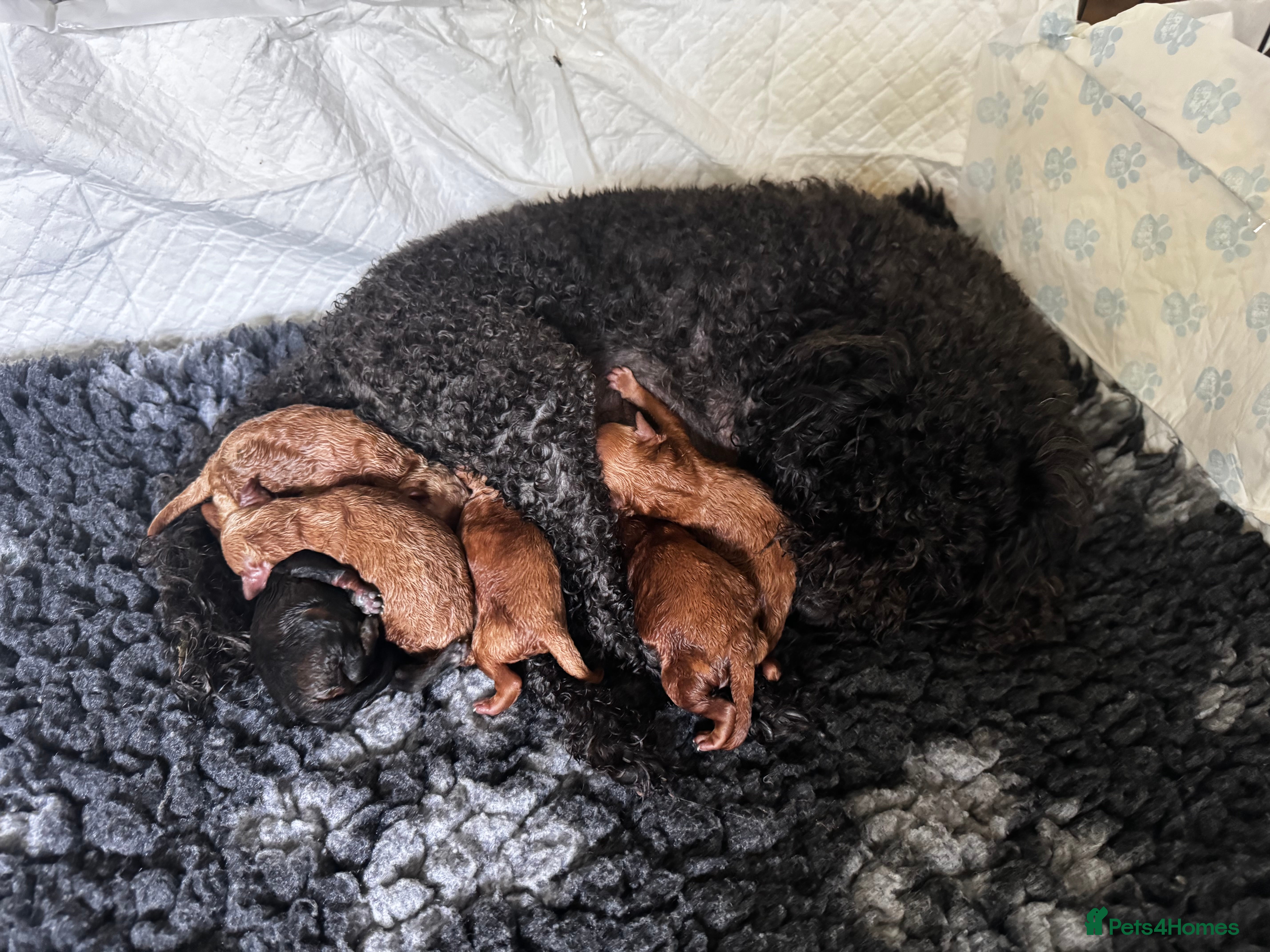 Mixed Breed dogs Miniture poodle puppies  - Advert 2