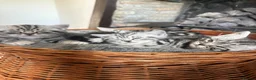 British Shorthair cats for sale: British Shorthair silver tabby kittens  in Radstock - Advert 1