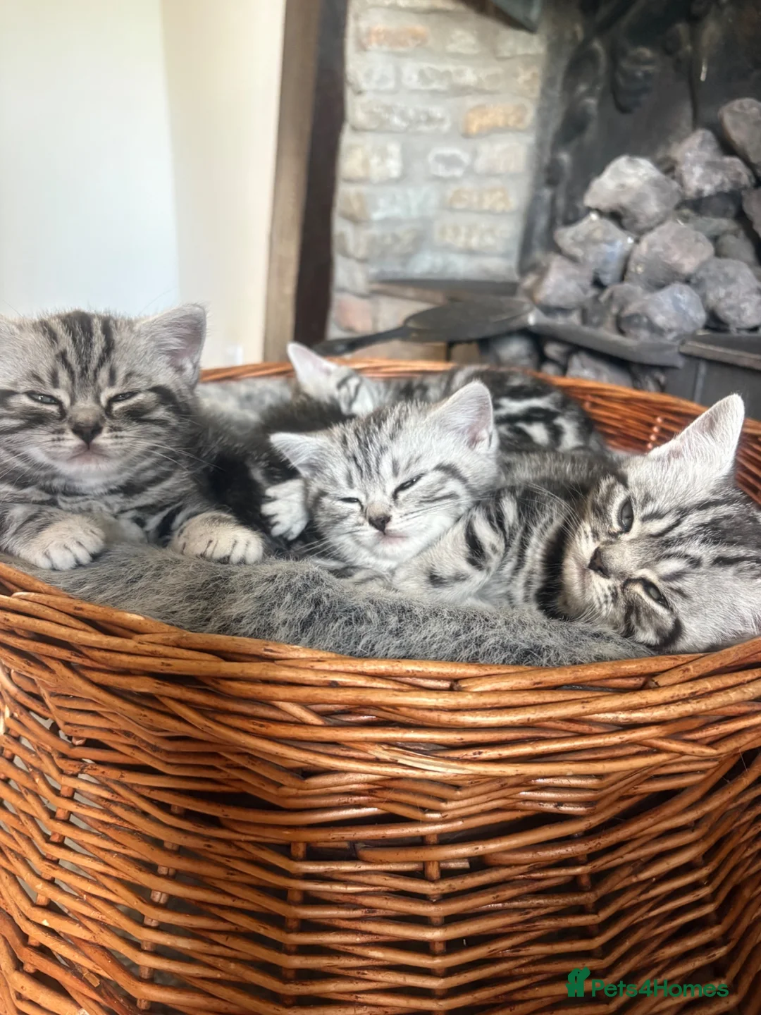 British Shorthair cats for sale: British Shorthair silver tabby kittens  in Radstock - Advert 1
