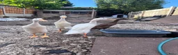 Ducks poultry for sale: Indian runner ducks - Advert 7