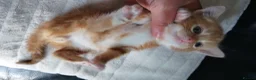 Mixed Breed cats for sale:  7 weeks old Gorgeous kittens  - Advert 4