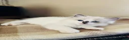 Ragdoll cats for sale: Ragdoll kittens  - Advert 11