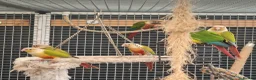 Conures birds for sale: Full aviry(20+)3 baby Green cheek conures  in Edgware - Advert 3