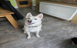 Mixed Breed dogs for sale: Apollo - 1 year old shepsky - Image 6