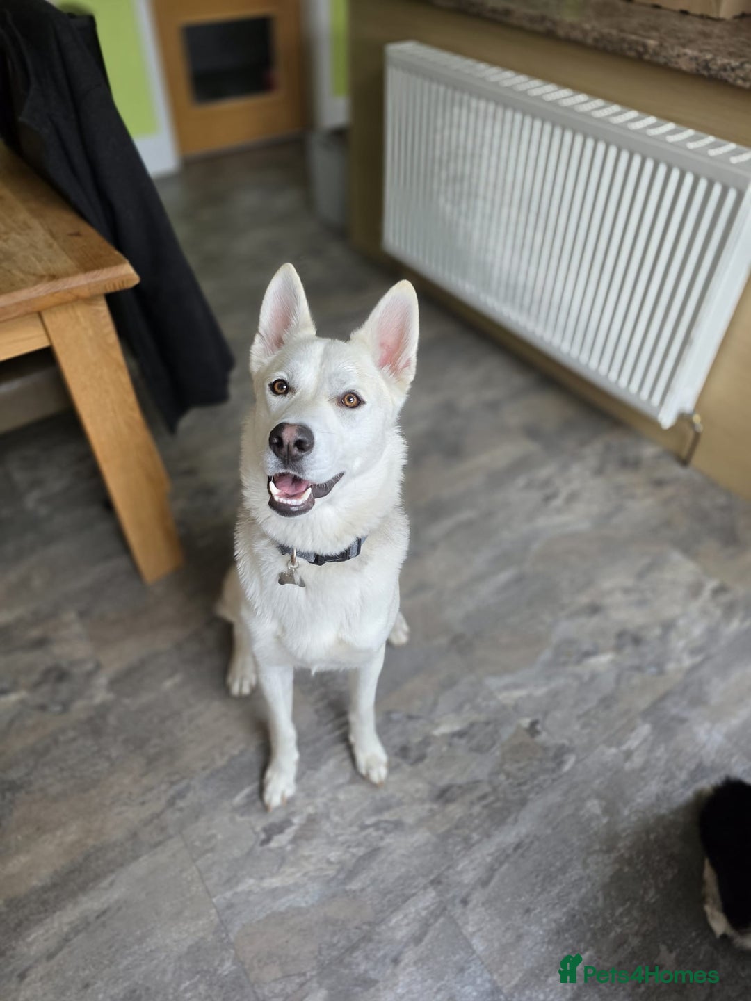 Mixed Breed dogs for sale: Apollo - 1 year old shepsky - Image 6