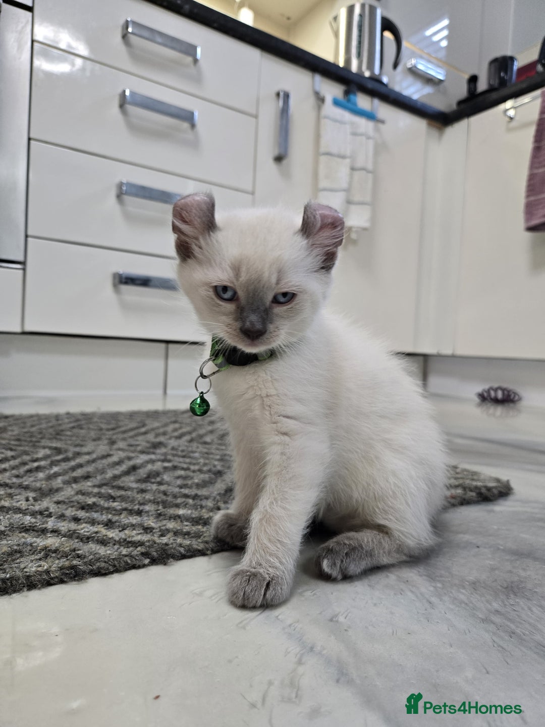 American Curl cats for sale: RARE, Unique, Affectionate American Curl Kittens!  - Advert 38