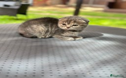 Scottish Fold cats for sale: 🐾Playful Male & Female Scottish Fold Kittens🐾 - Image 2