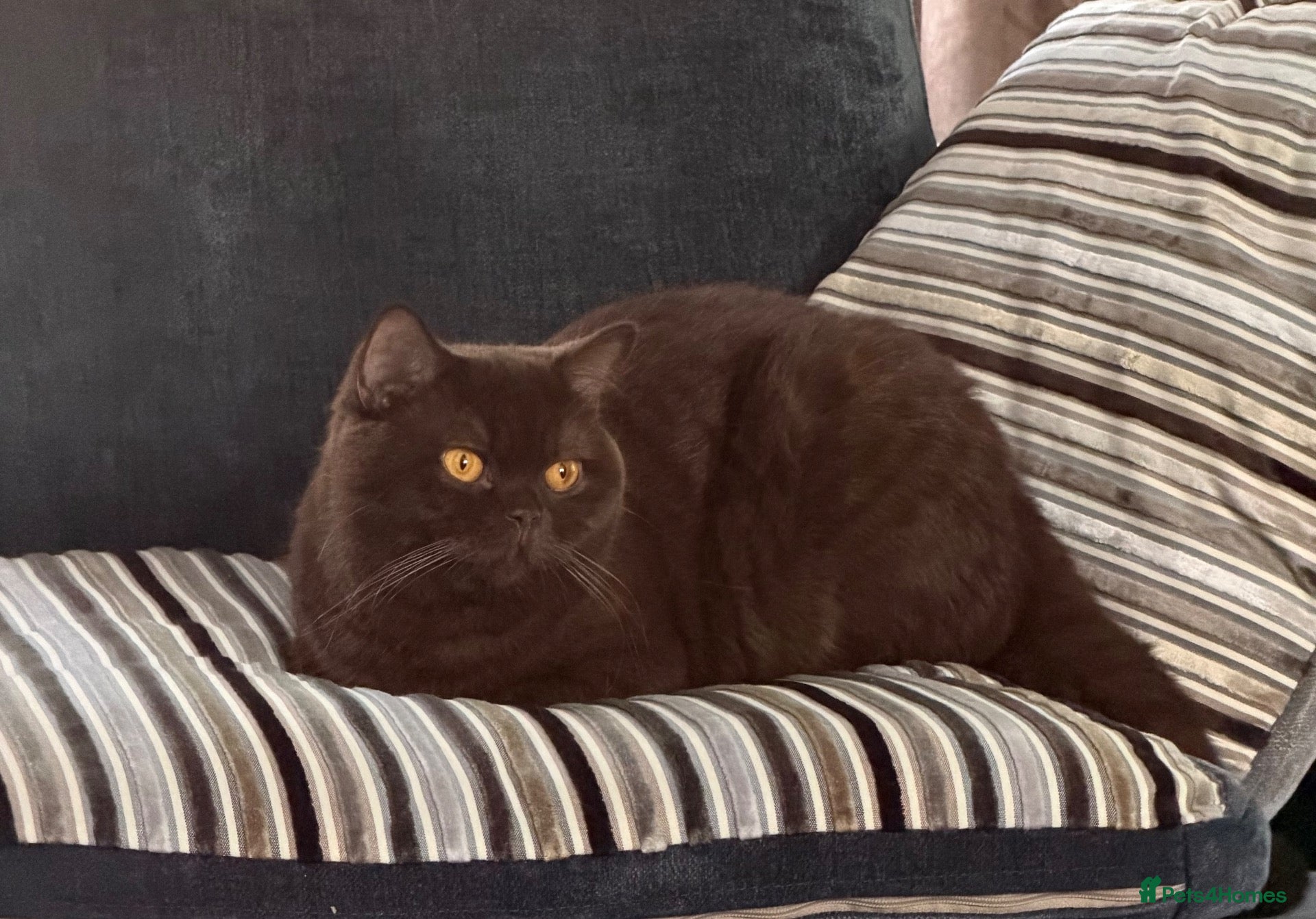 British Shorthair cats Gccf active chocolate girl - Advert 1