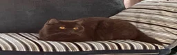 British Shorthair cats for sale: Gccf active chocolate girl - Advert 1