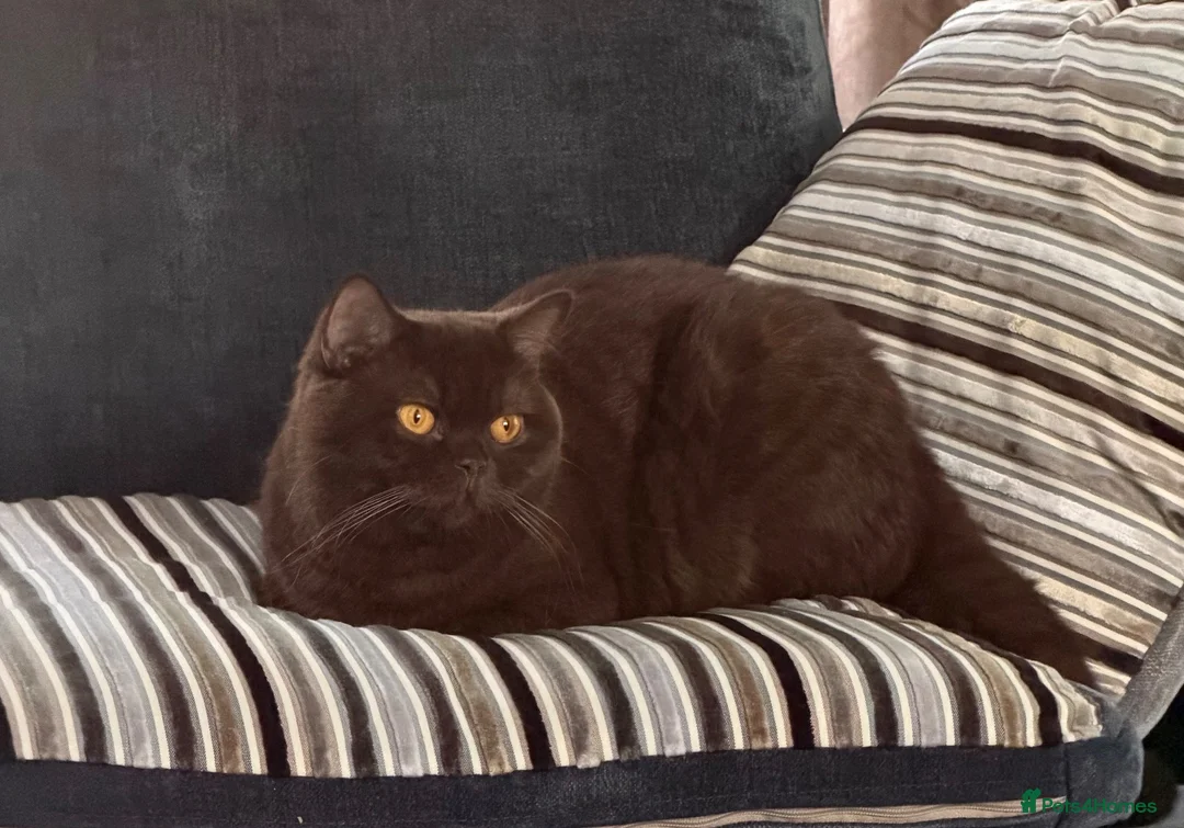 British Shorthair cats for sale: Gccf active chocolate girl - Advert 1