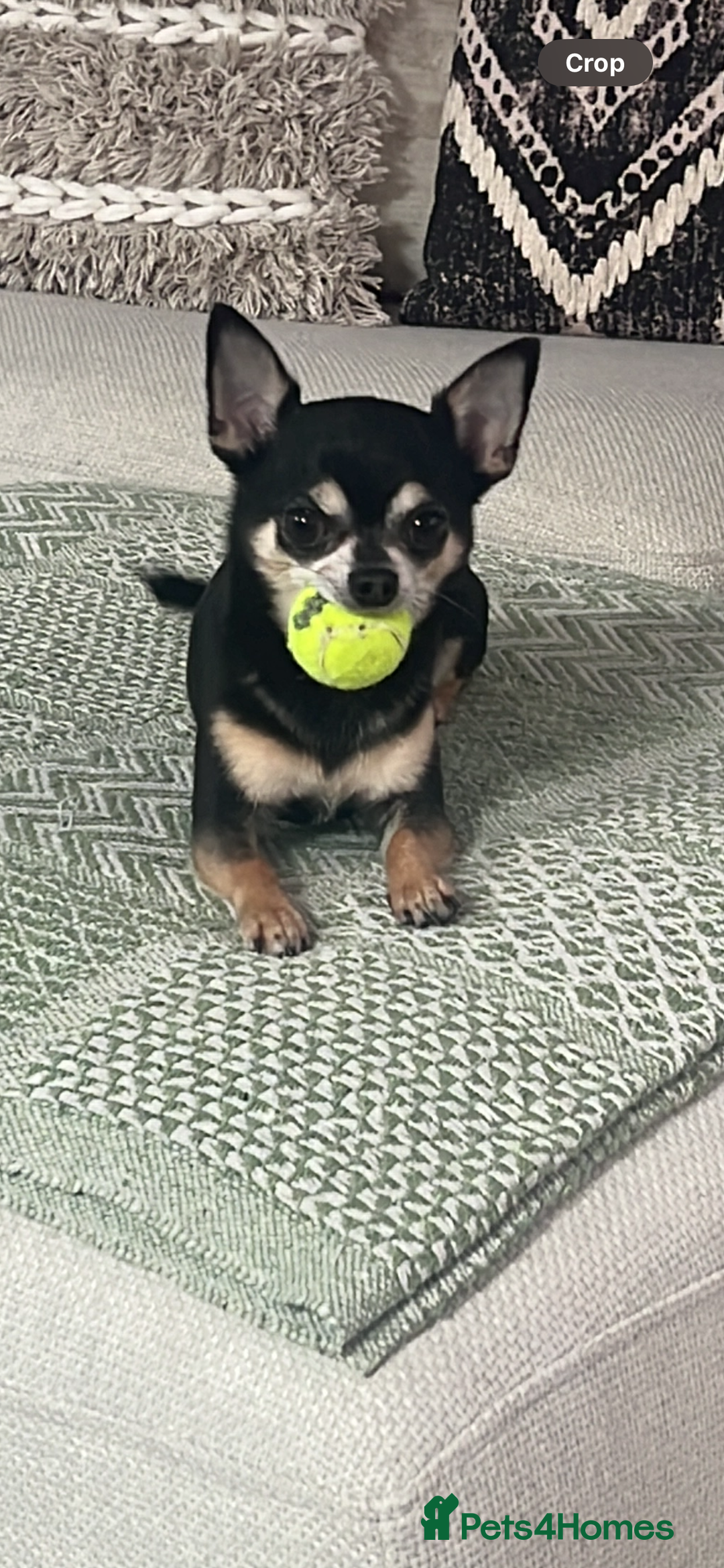 Chihuahua dogs for sale: Tri Colour Chihuahua Girl Seeking a Loving Home. - Advert 4