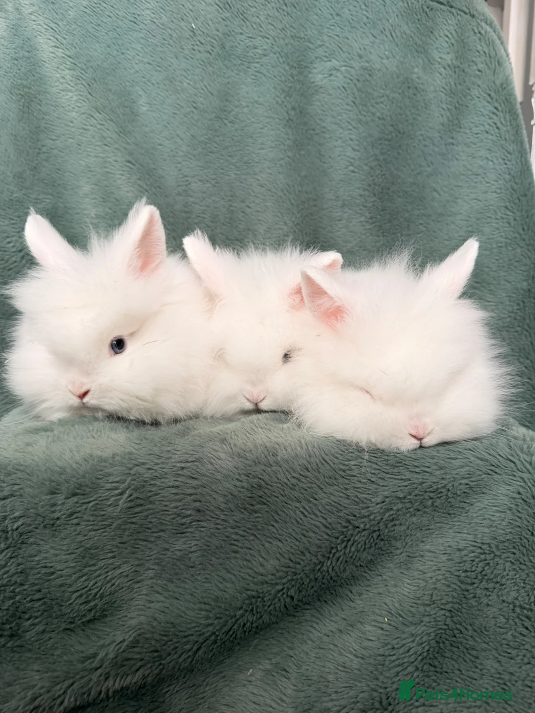 Lionhead rabbits for sale: Adorable Lionhead Baby Bunnies Ready Now 🐰 in Dudley - Advert 2