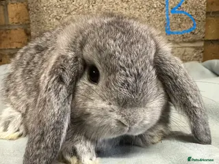 Mini Lop rabbits Mini Lop Rabbits For Sale - Advert 3