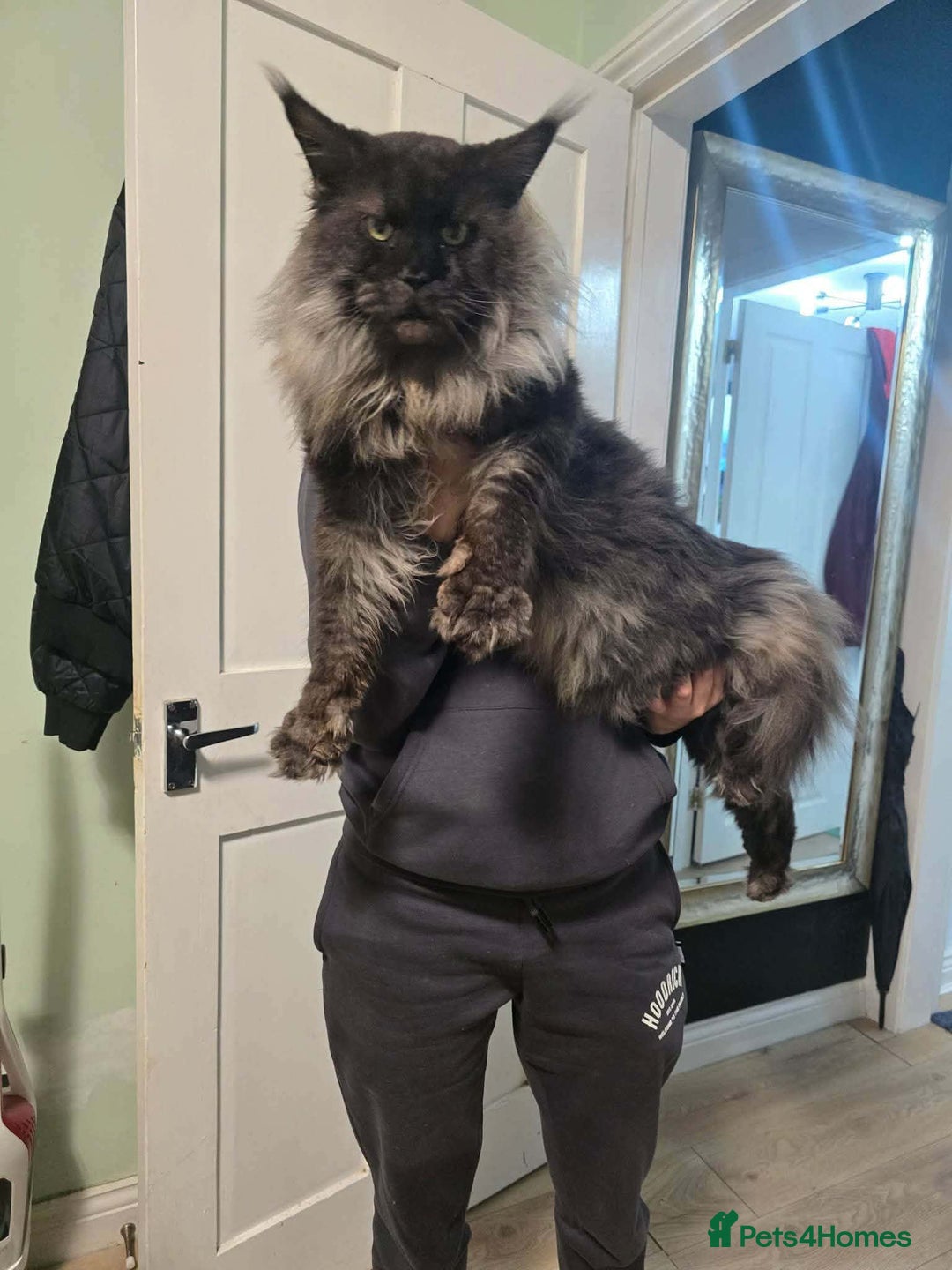 Maine Coon cats for sale: 🐾  King Arthur TitaniumCat 🐾 - Advert 2