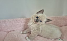 Ragdoll cats for sale: Ragdoll Kittens - Image 7