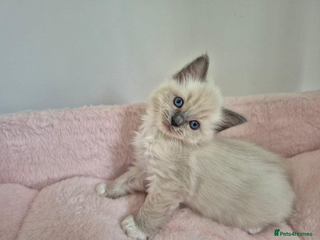 Ragdoll cats for sale: Ragdoll Kittens - Image 7