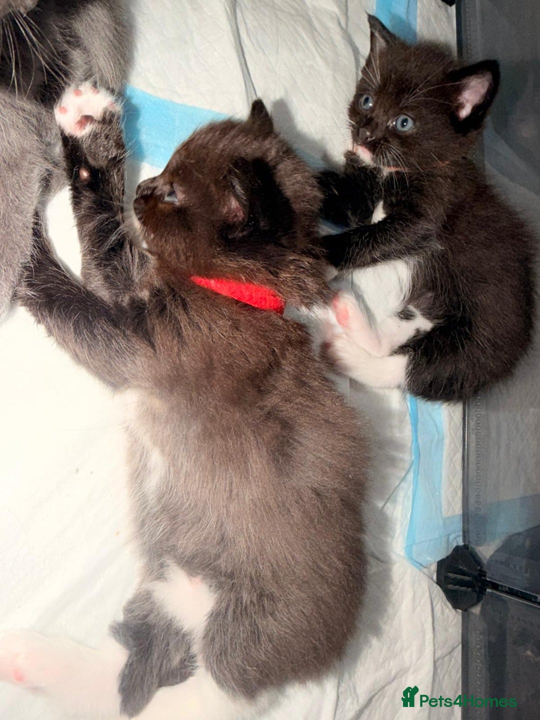 Ragdoll cats for sale: Ragdoll mix kitten - 5 Boys - Advert 20