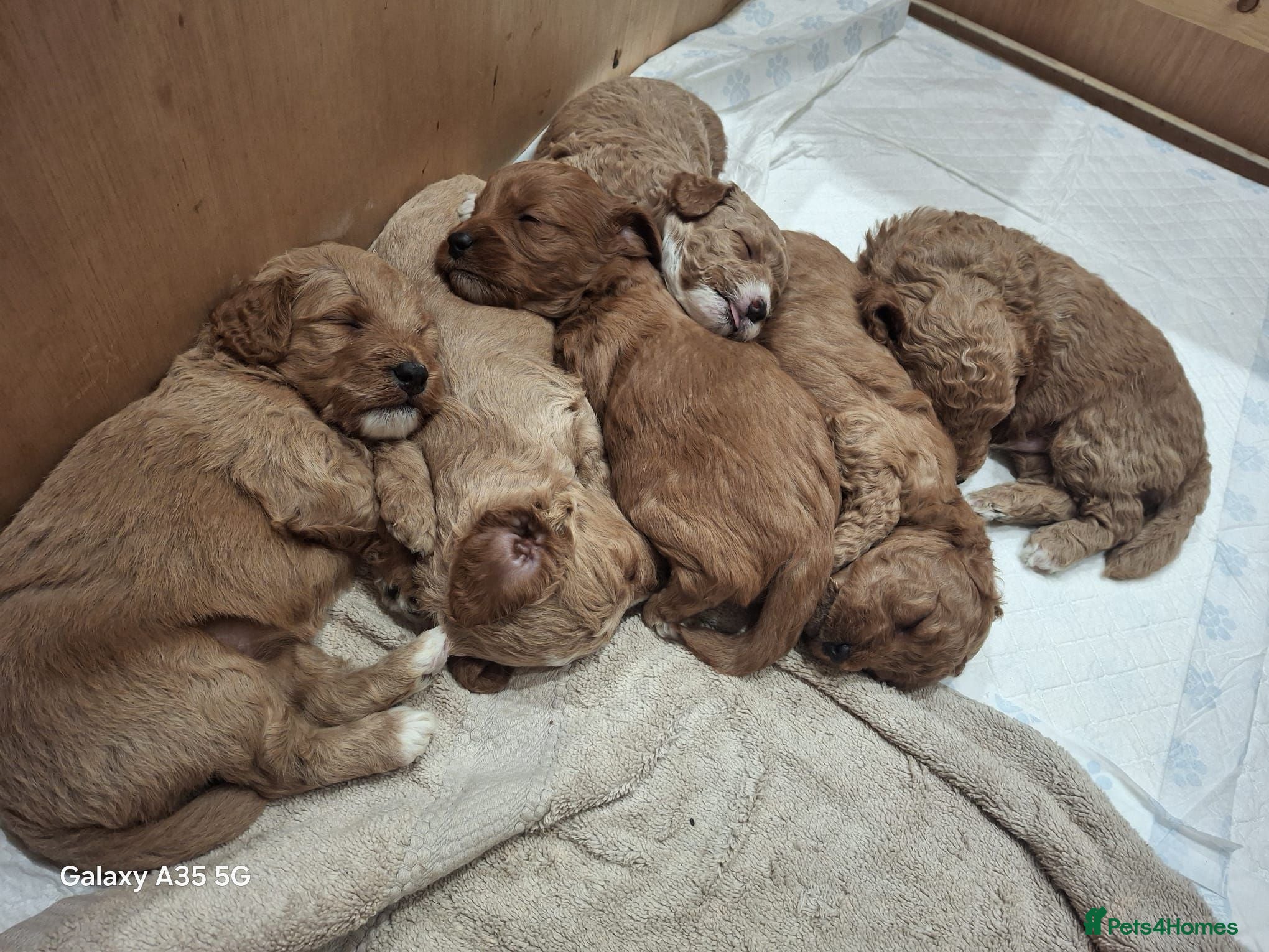 Cockapoo dogs F1B red and apricot curly and wavy cockapoos - Advert 2