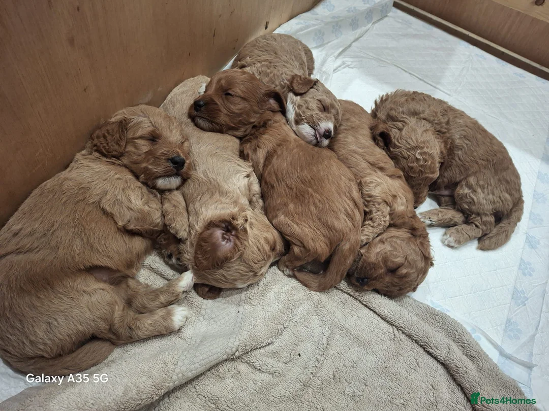 Cockapoo dogs for sale: F1B red and apricot curly and wavy cockapoos - Advert 2