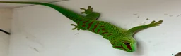 Gecko reptiles for sale: Hi Red Giant Day Geckos - Advert 3