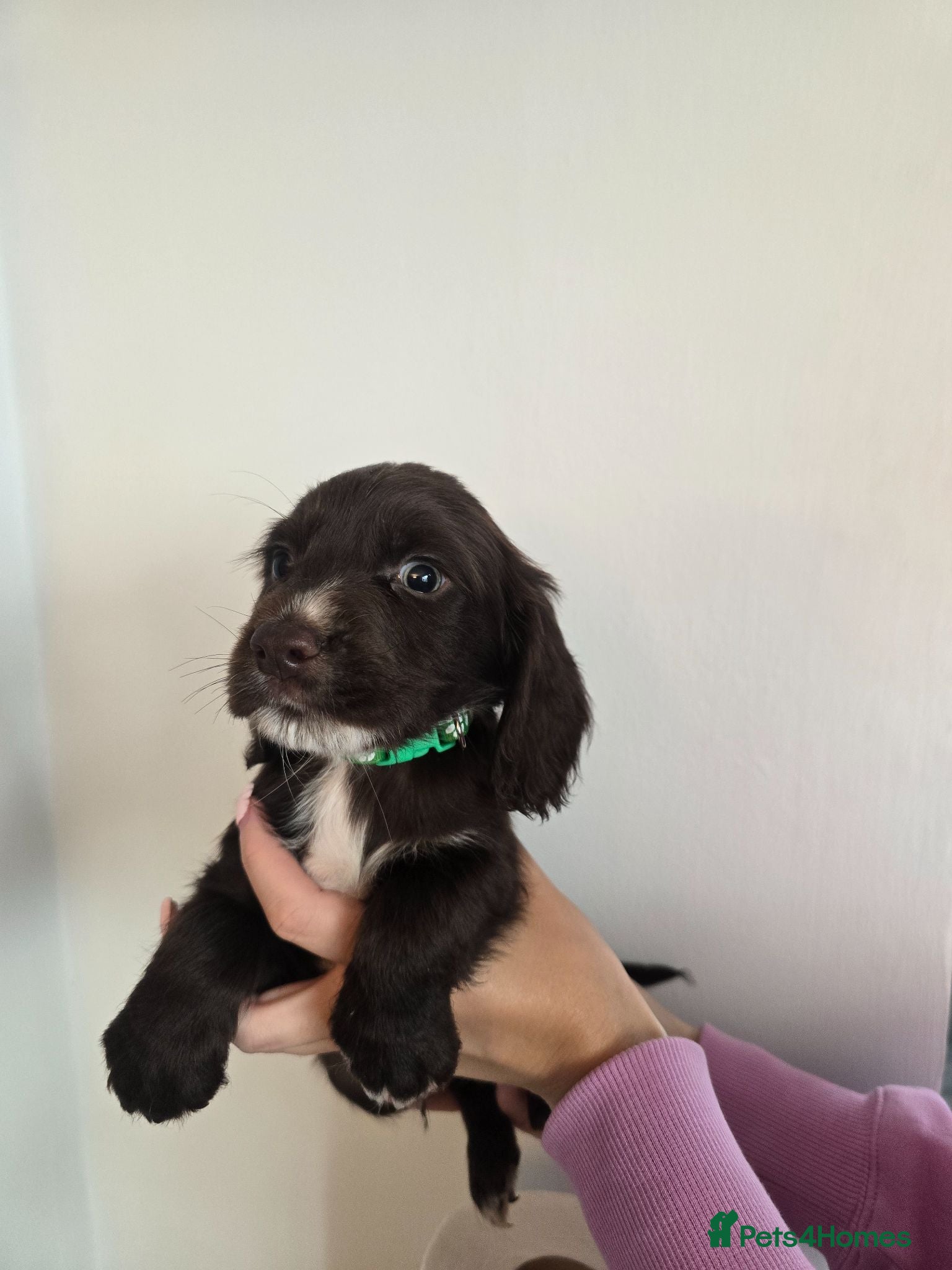 Cocker Spaniel dogs Stunning cocker spaniel puppies  - Advert 1