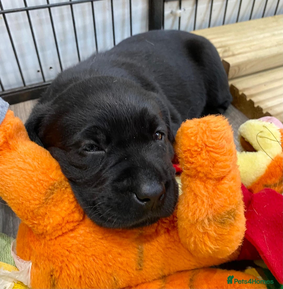 Labrador Retriever dogs for sale: Kc registered 5*breeder  - Image 3
