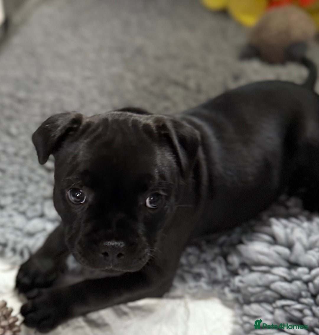 Staffordshire Bull Terrier dogs for sale: Paws Above The Rest  - Image 19