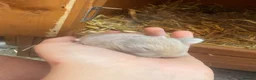 Mini Lion Lop rabbits for sale: Mini lion lops  - Advert 4