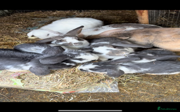 French Lop rabbits for sale: 9 Mixed Family of rabbits, Holland Lop - Image 1