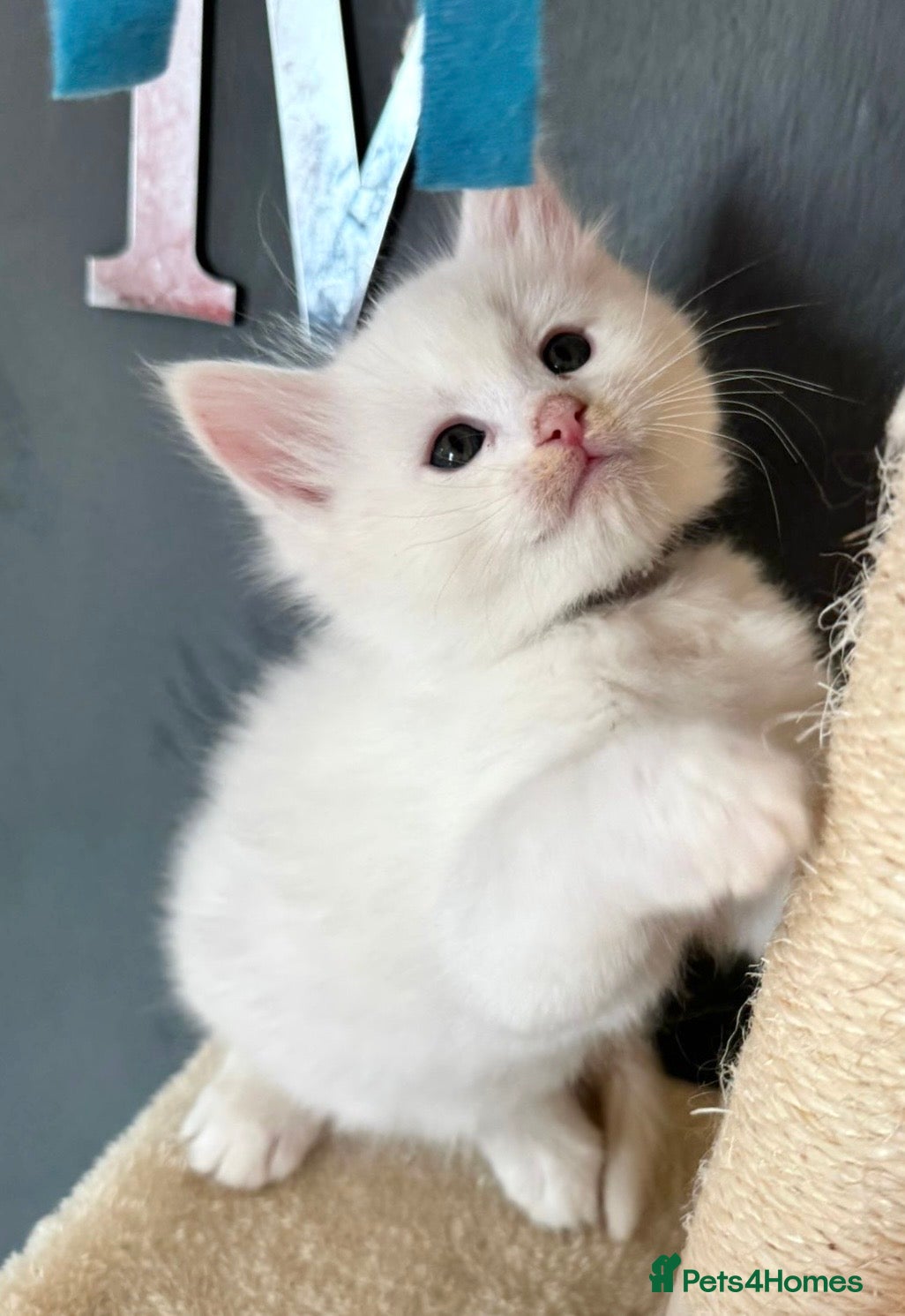 Mixed Breed cats Stunning Ragdoll x Maine Coon Kittens - Advert 5