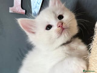 Mixed Breed cats Stunning Ragdoll x Maine Coon Kittens - Advert 2