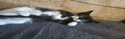 Mixed Breed cats for sale: Adorable mixed breed kittens  - Advert 13